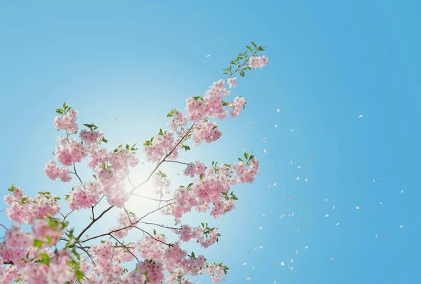 Pink flowers from a tree under a clear blue sky
